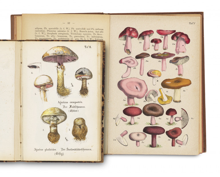 Image:
                        Lot 1243