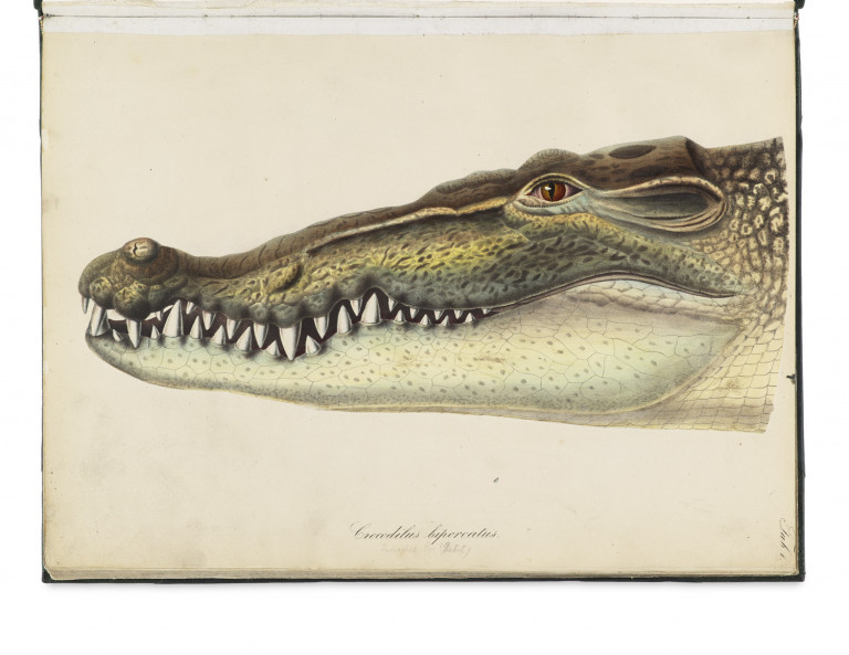 Image:
                        Lot 1400