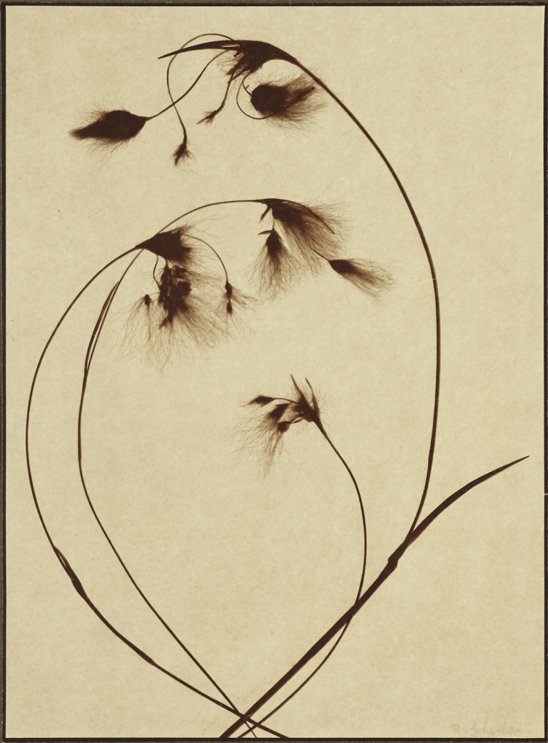 Image:
                        Lot 1034