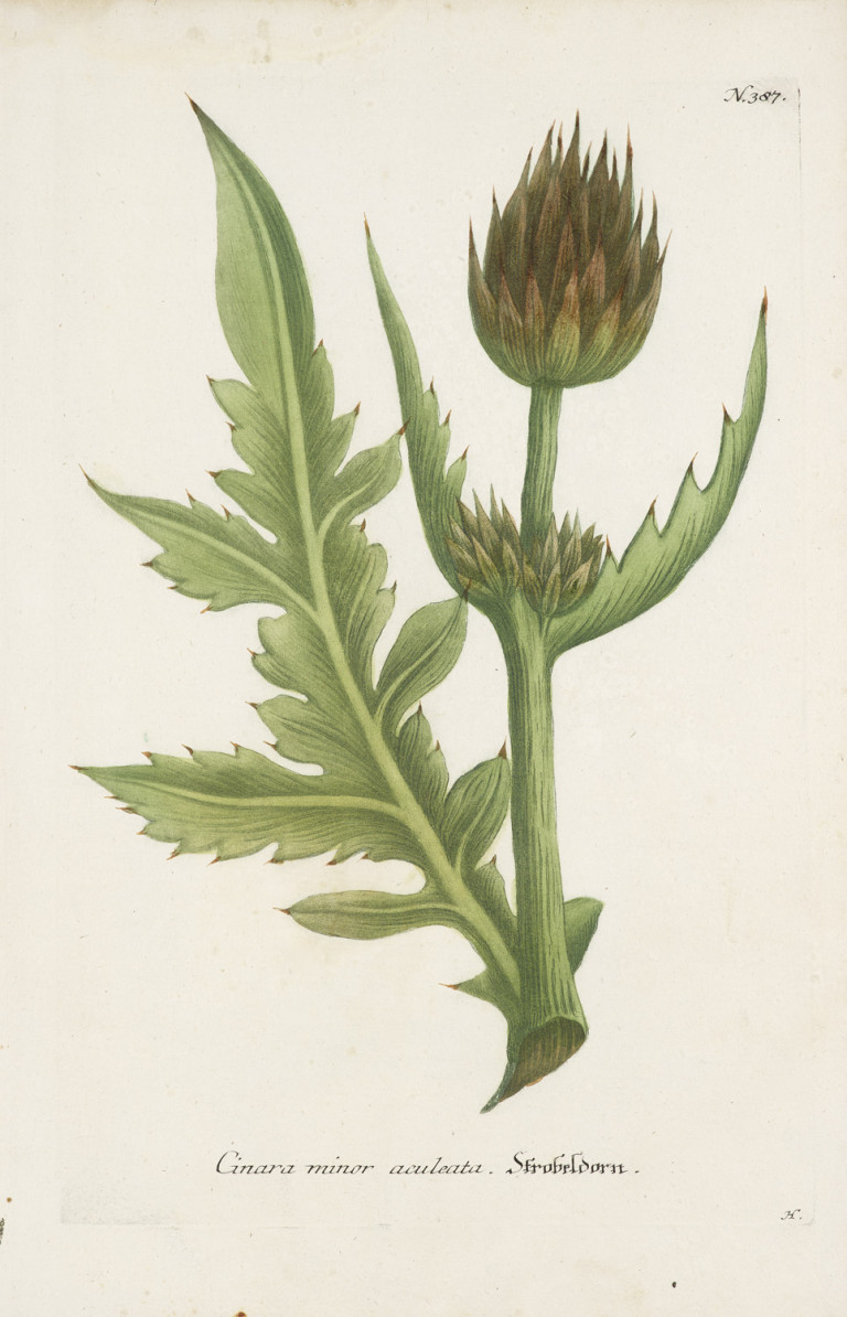 Image:
                        Lot 1239