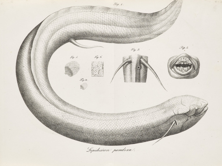 Image: 1