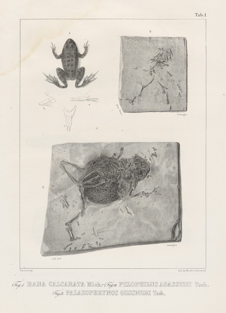 Image:
                        Lot 1269