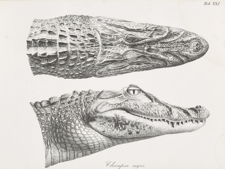 Image:
                        Lot 1381