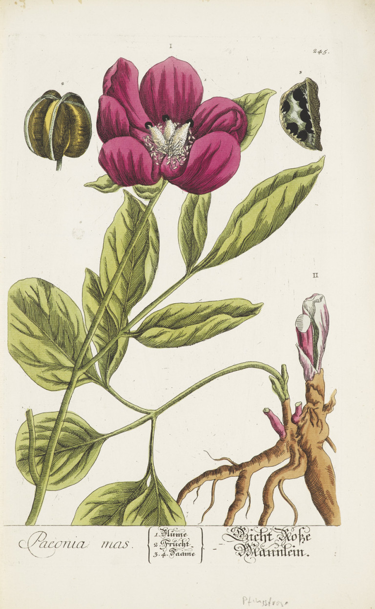 Image: 1
