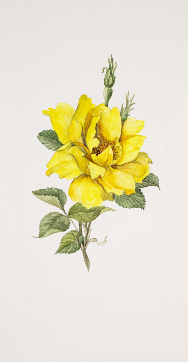 Image: 1