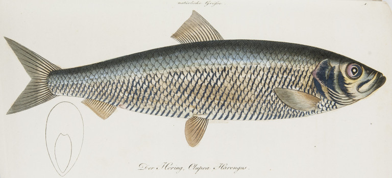 Image:
                        Lot 1405
