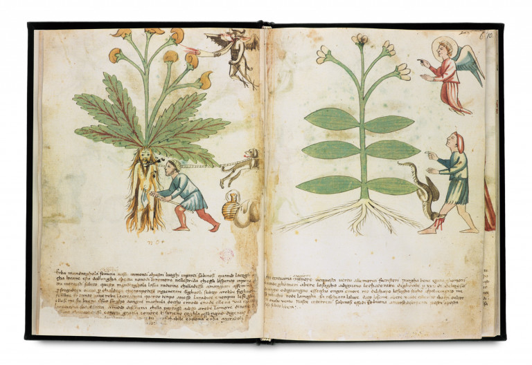 Image:
                        Lot 241