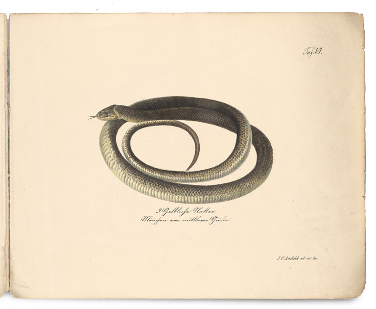 Image: 1