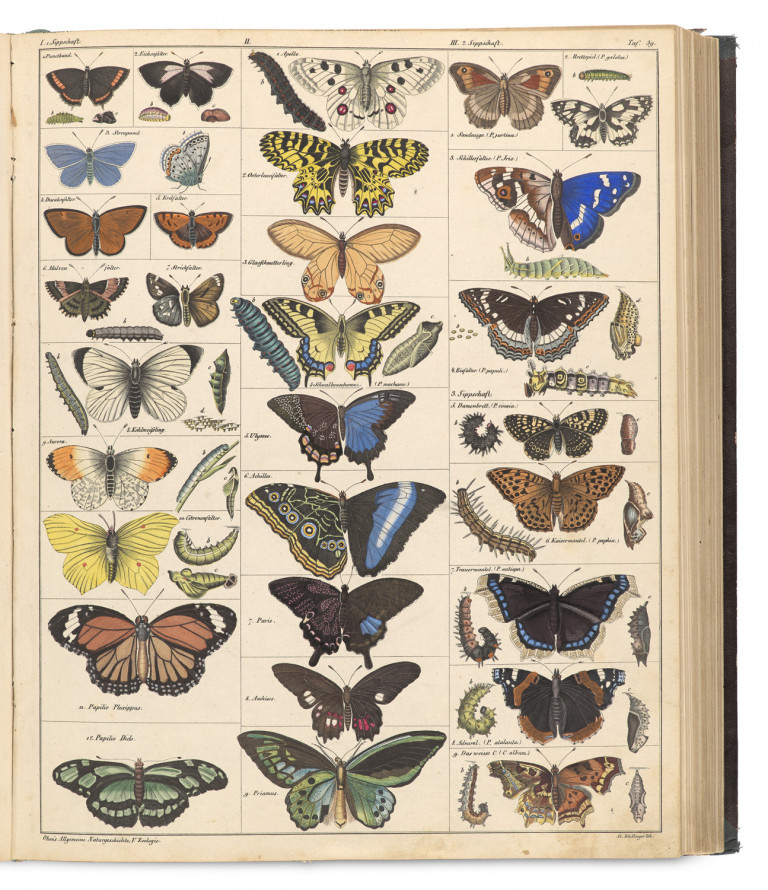 Image:
                        Lot 1346
