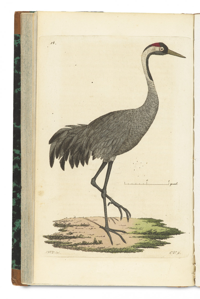 Image:
                        Lot 1347