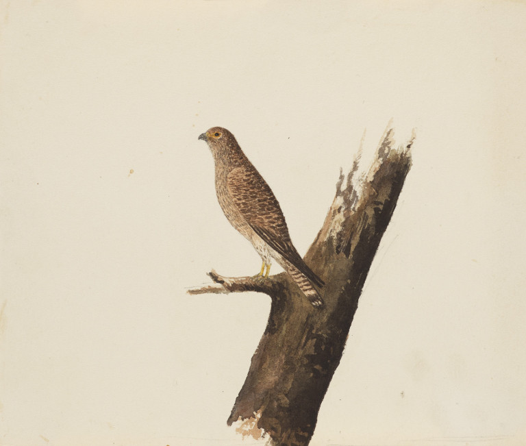 Image: 1