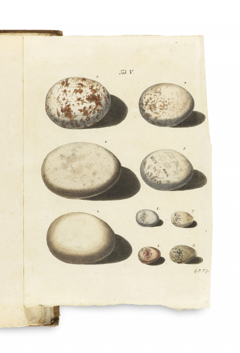 Image:
                        Lot 1419