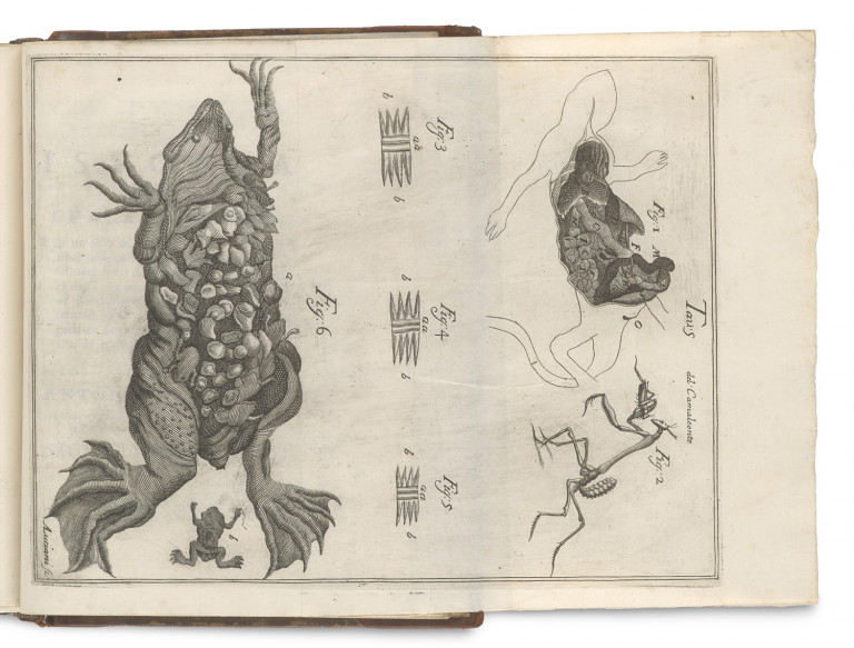 Image:
                        Lot 1398