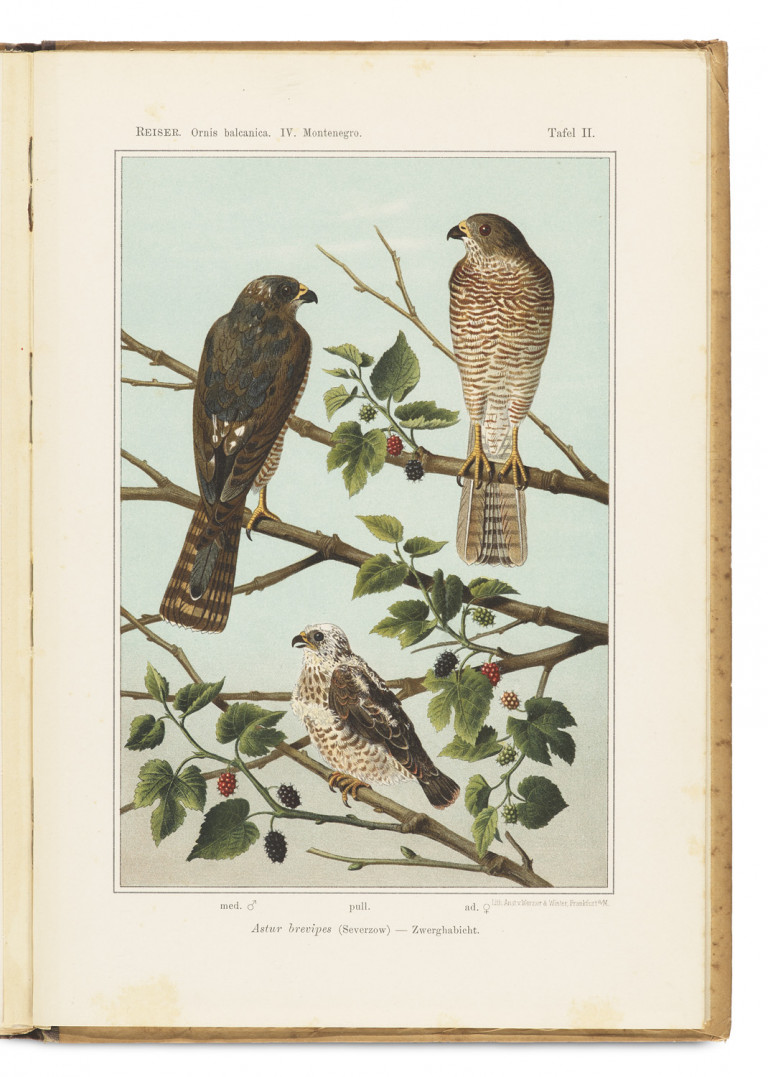 Image:
                        Lot 1424