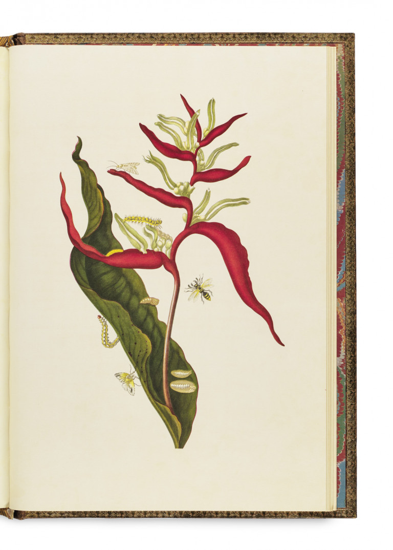 Image:
                        Lot 255
