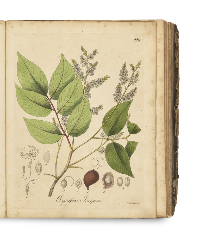 Image:
                        Lot 1236
