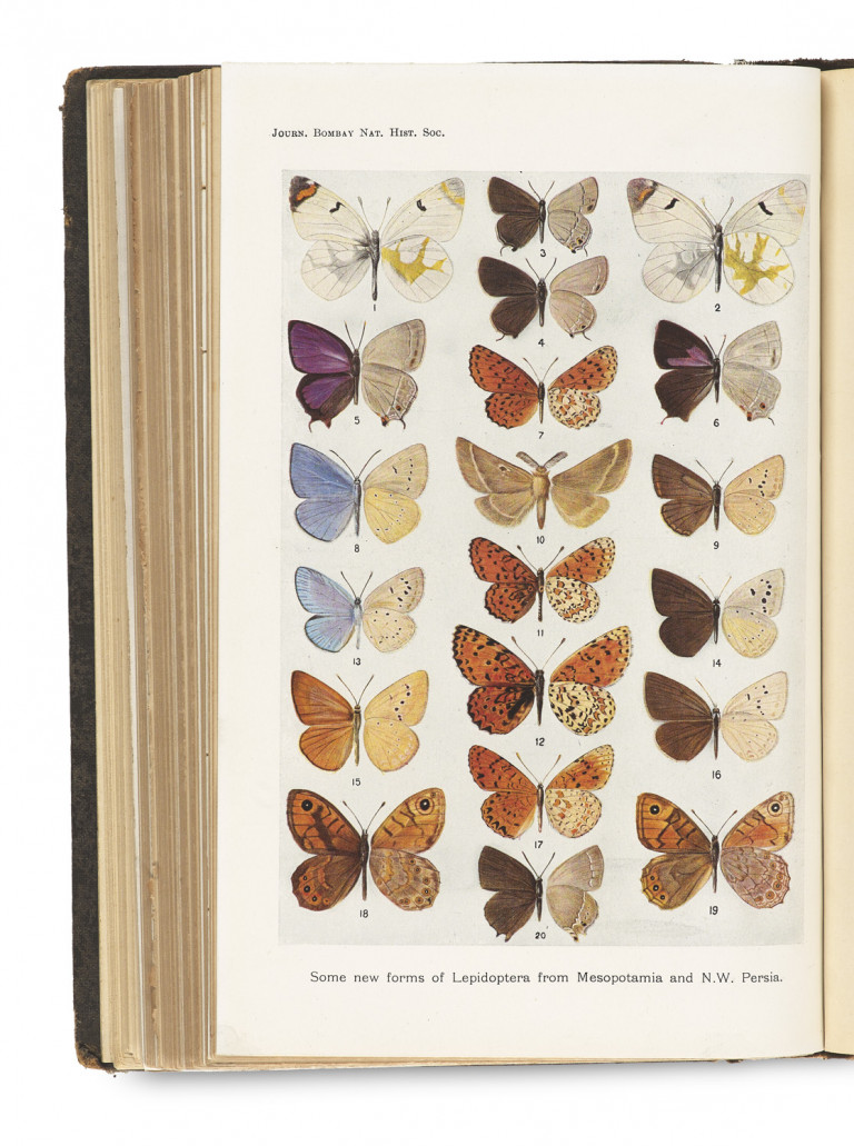 Image:
                        Lot 1349