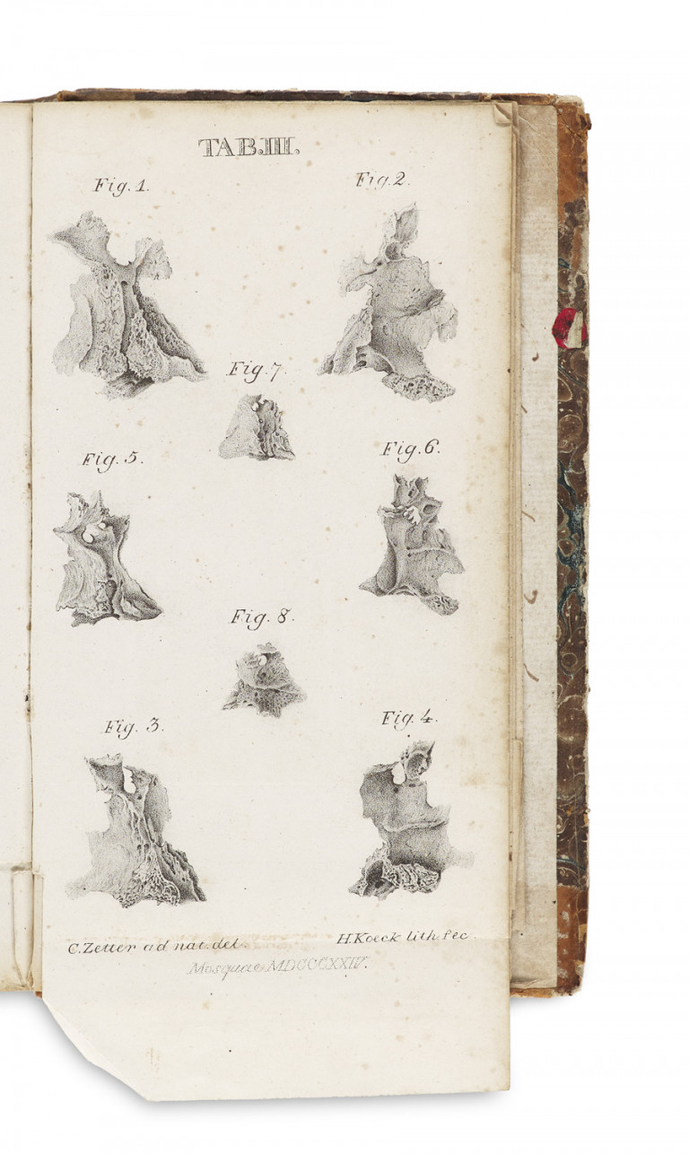 Image:
                        Lot 1294