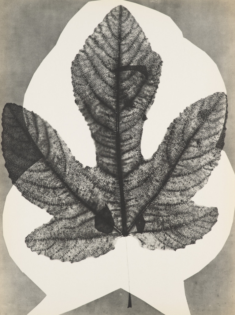Image:
                        Lot 975