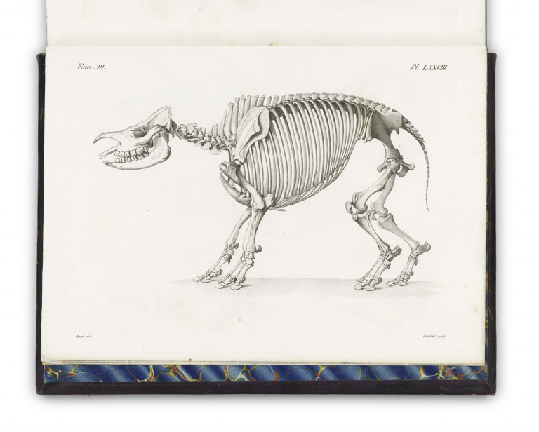 Image:
                        Lot 1266