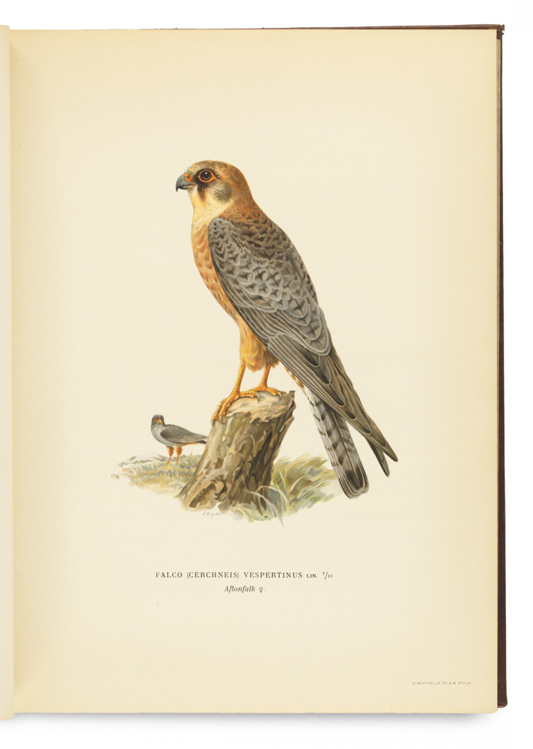 Image:
                        Lot 1429