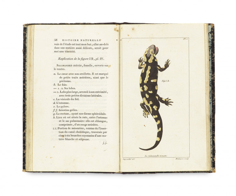 Image:
                        Lot 1373