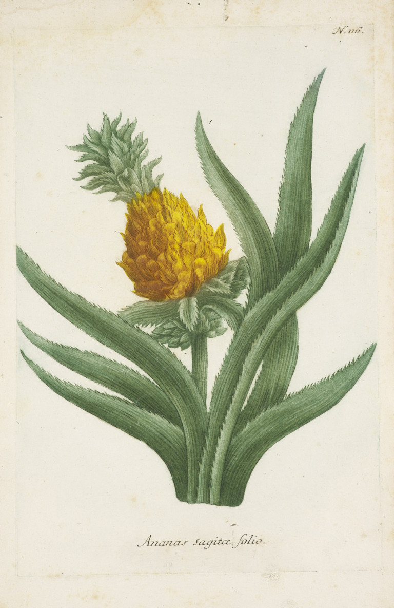 Image: 4