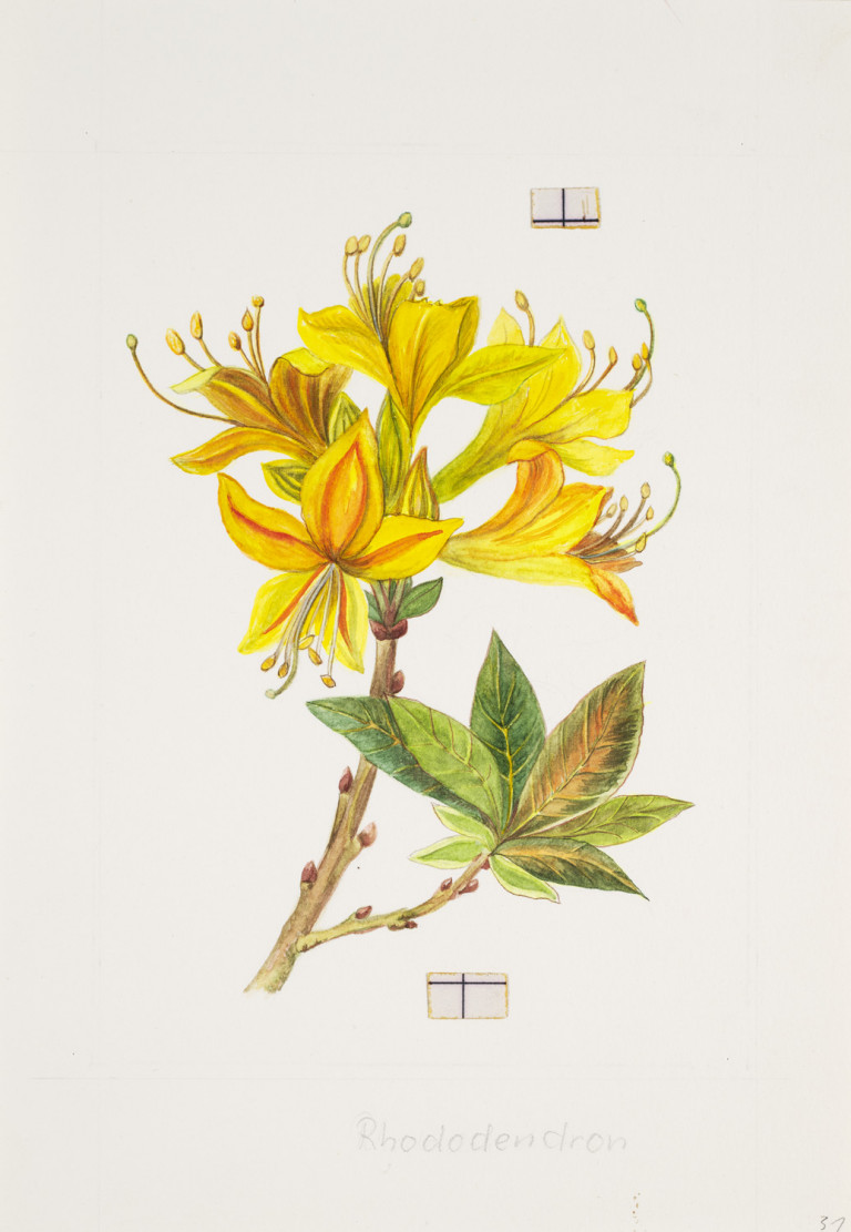 Image:
                        Lot 1234