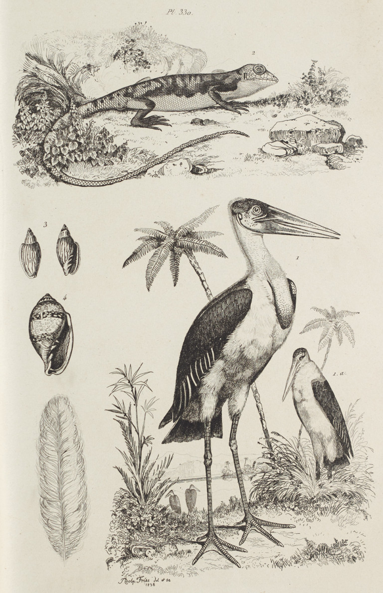 Image:
                        Lot 1340