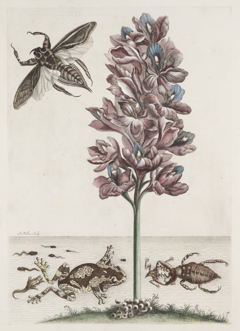Image:
                        Lot 1361