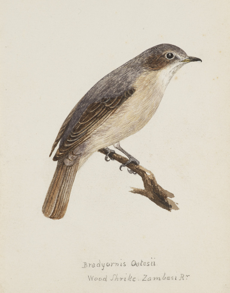 Image:
                        Lot 1427