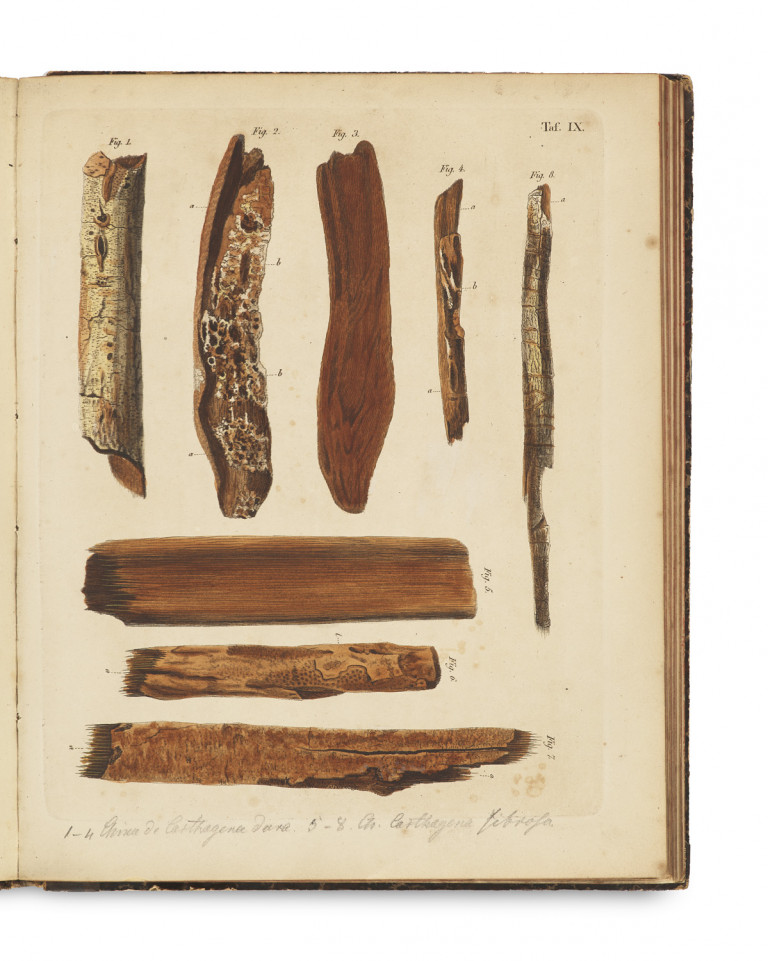 Image:
                        Lot 1308