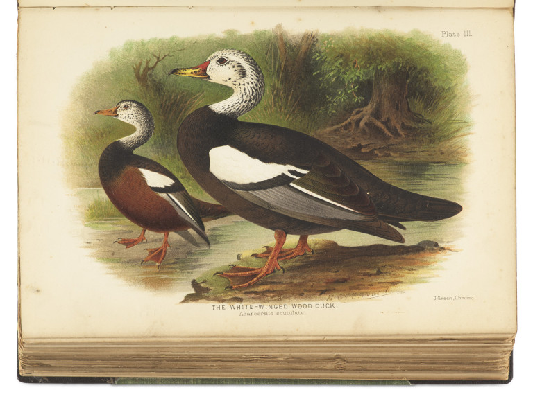 Image:
                        Lot 1409