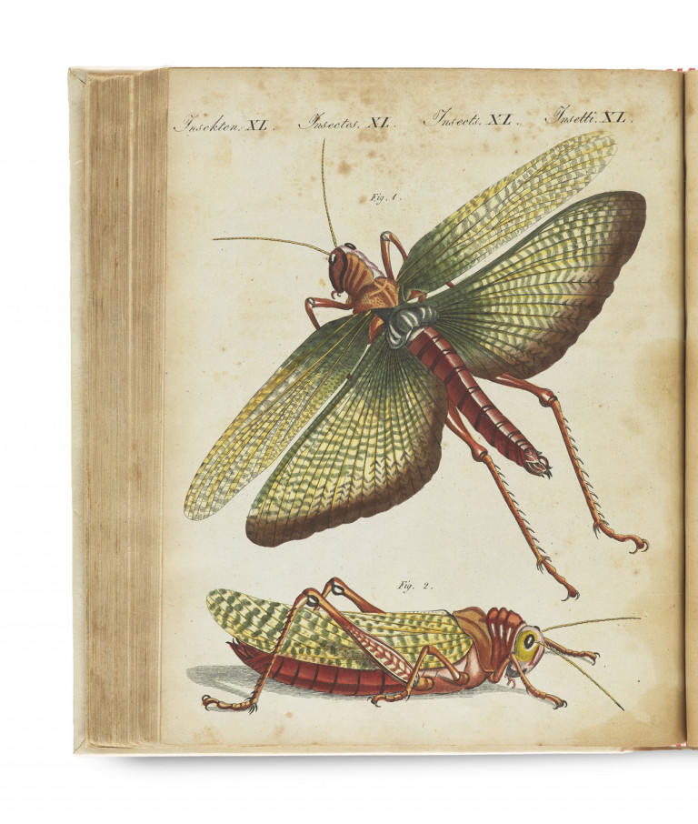 Image:
                        Lot 503