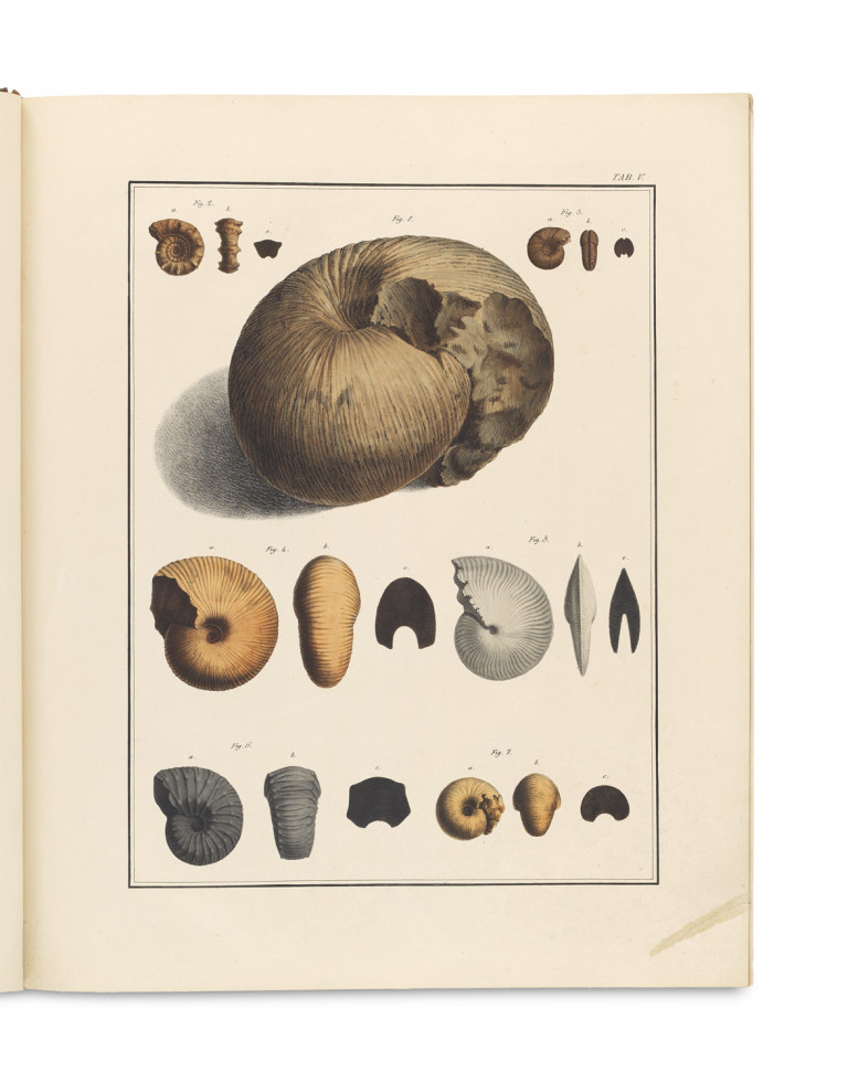 Image:
                        Lot 1260