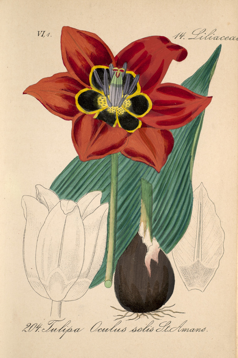 Image:
                        Lot 1238