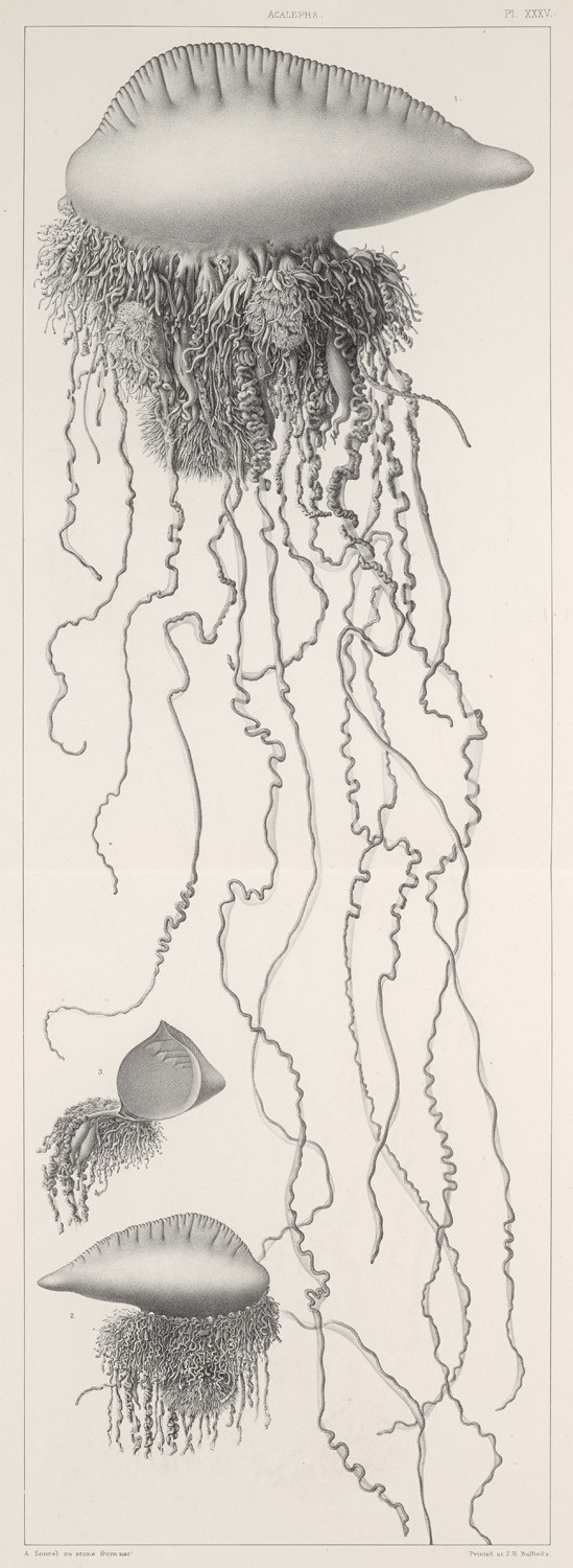 Image:
                        Lot 1517