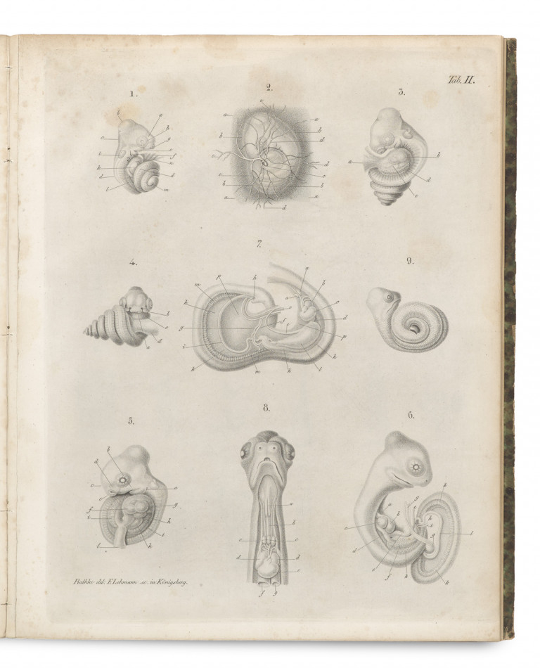 Image:
                        Lot 1388
