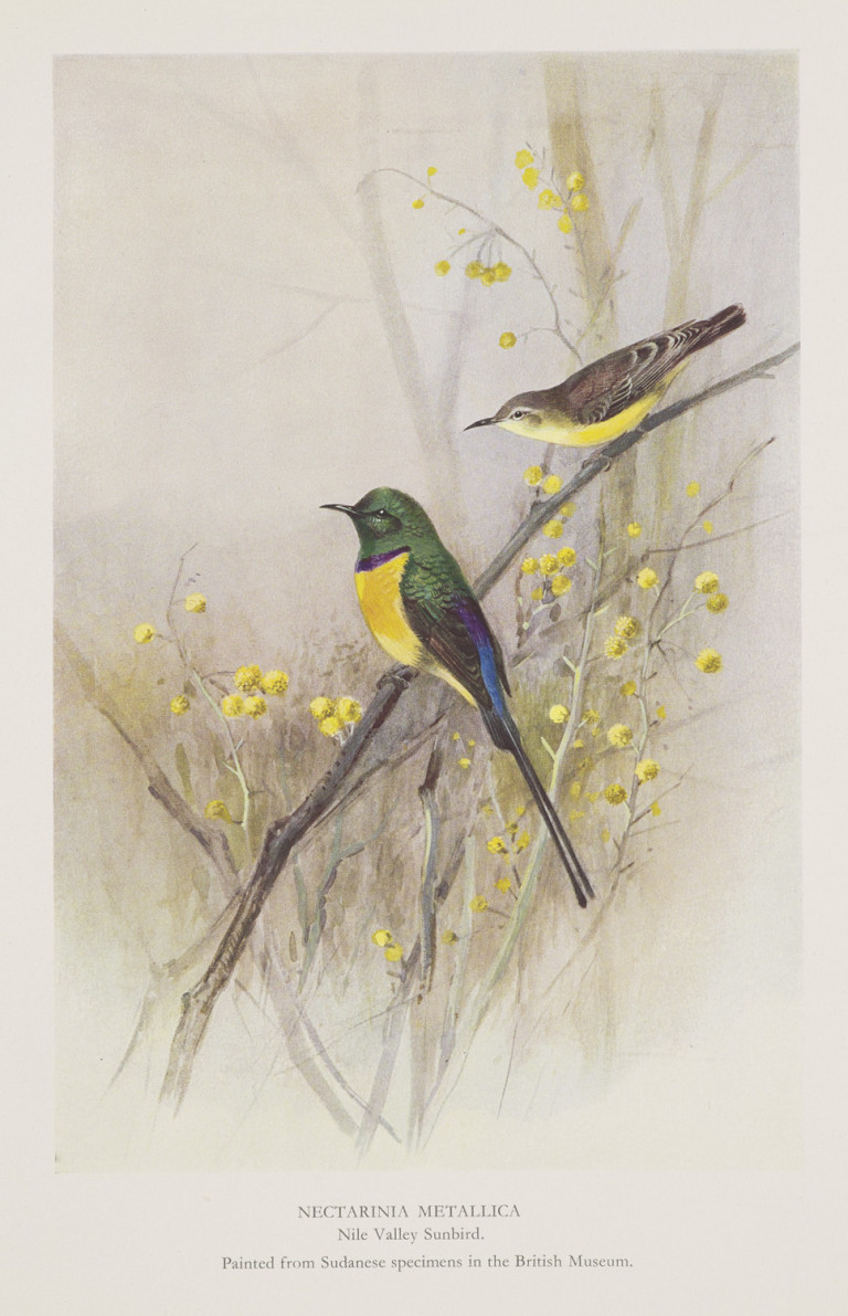 Image:
                        Lot 1420