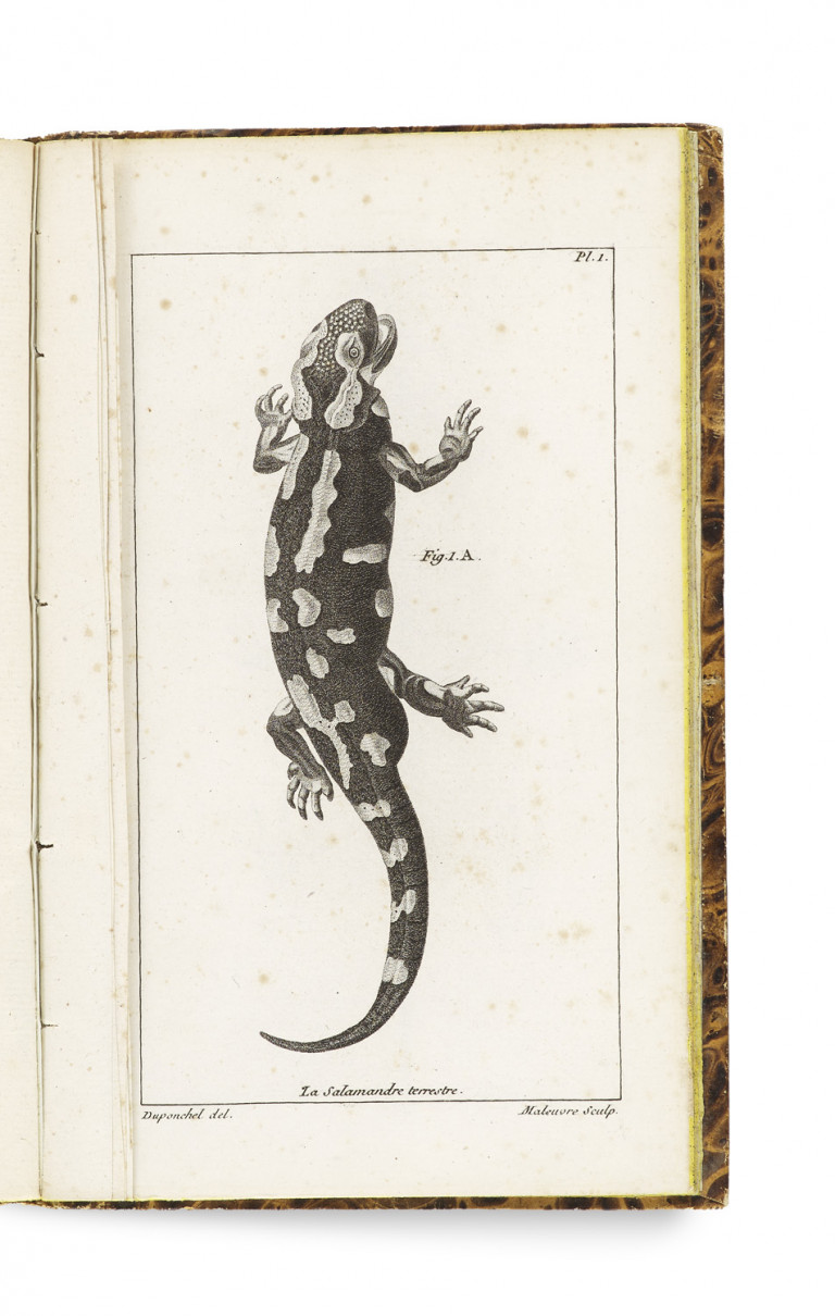 Image:
                        Lot 1372