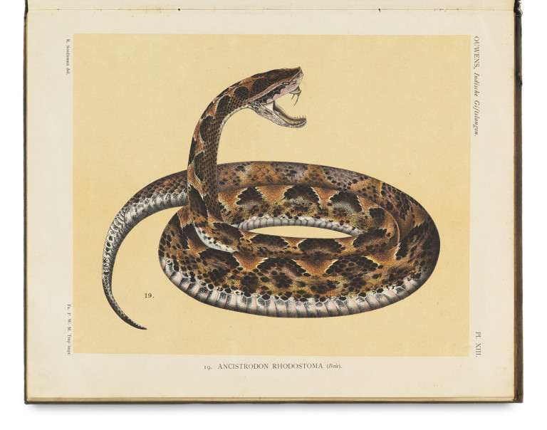 Image:
                        Lot 1268