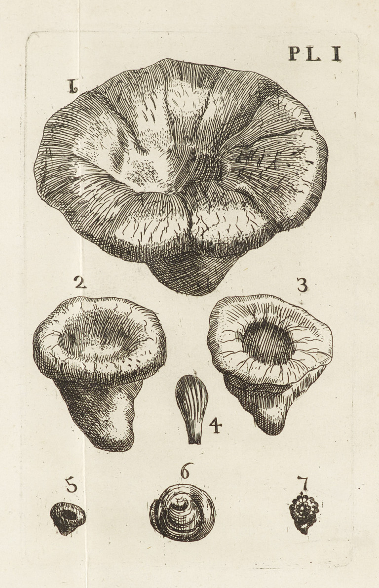 Image:
                        Lot 1265