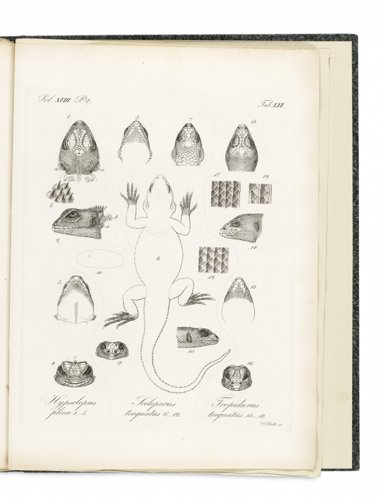 Image:
                        Lot 1390