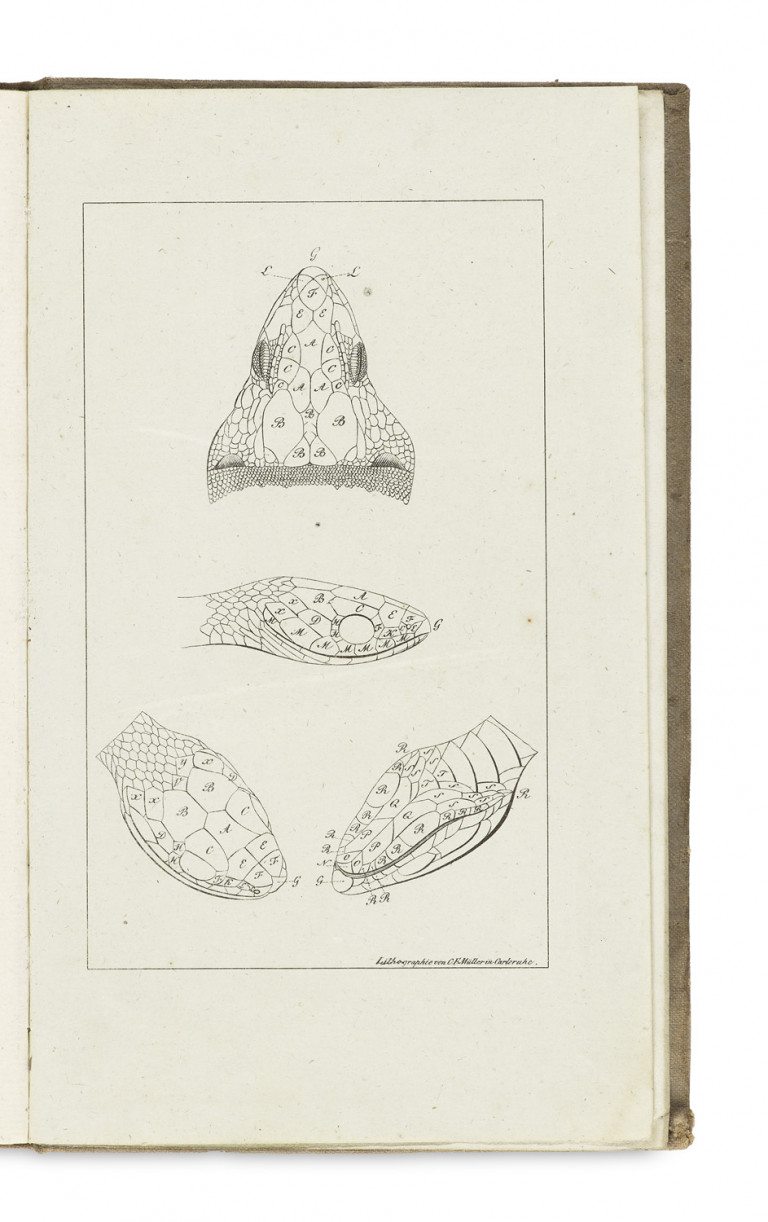 Image:
                        Lot 1379