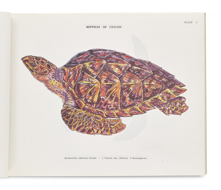 Image:
                        Lot 1339