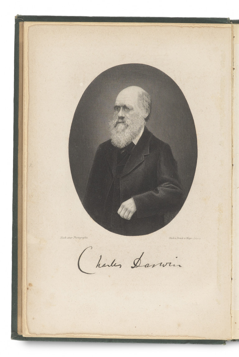 Image:
                        Lot 1338