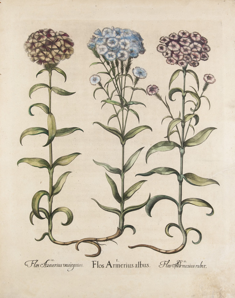 Image:
                        Lot 1229