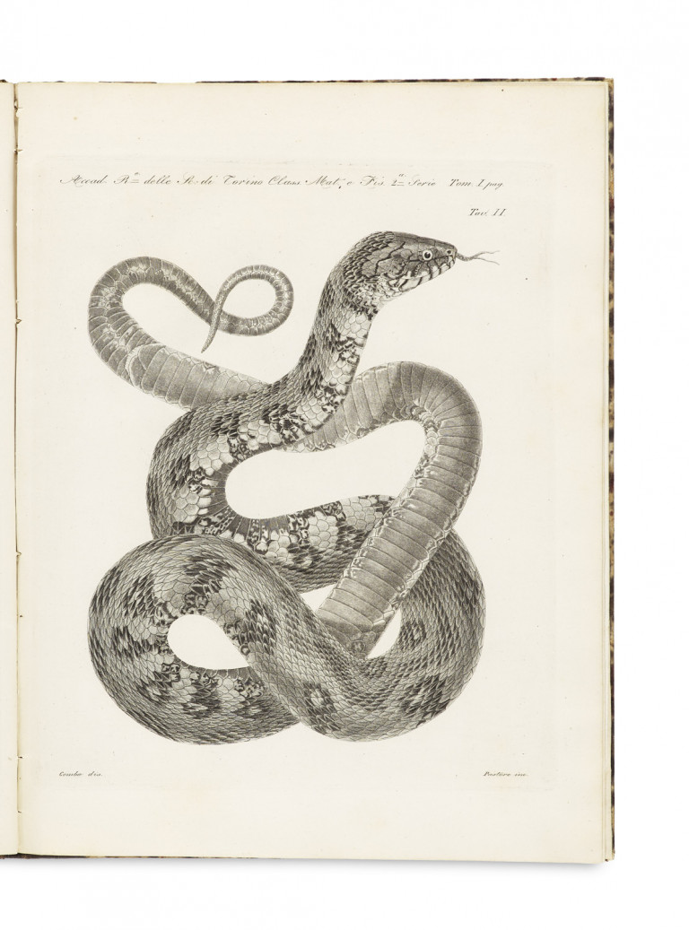 Image:
                        Lot 1371