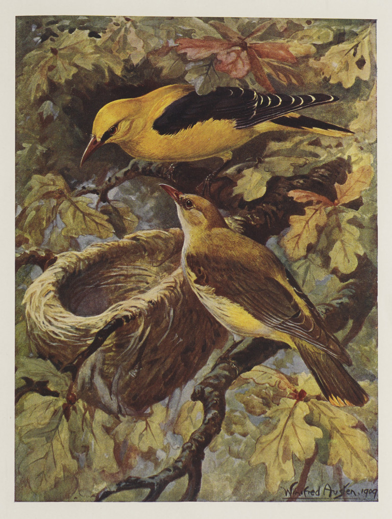 Image:
                        Lot 1410