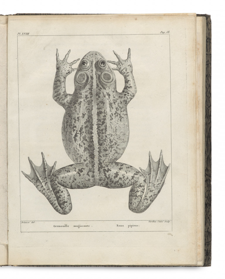 Image:
                        Lot 1368